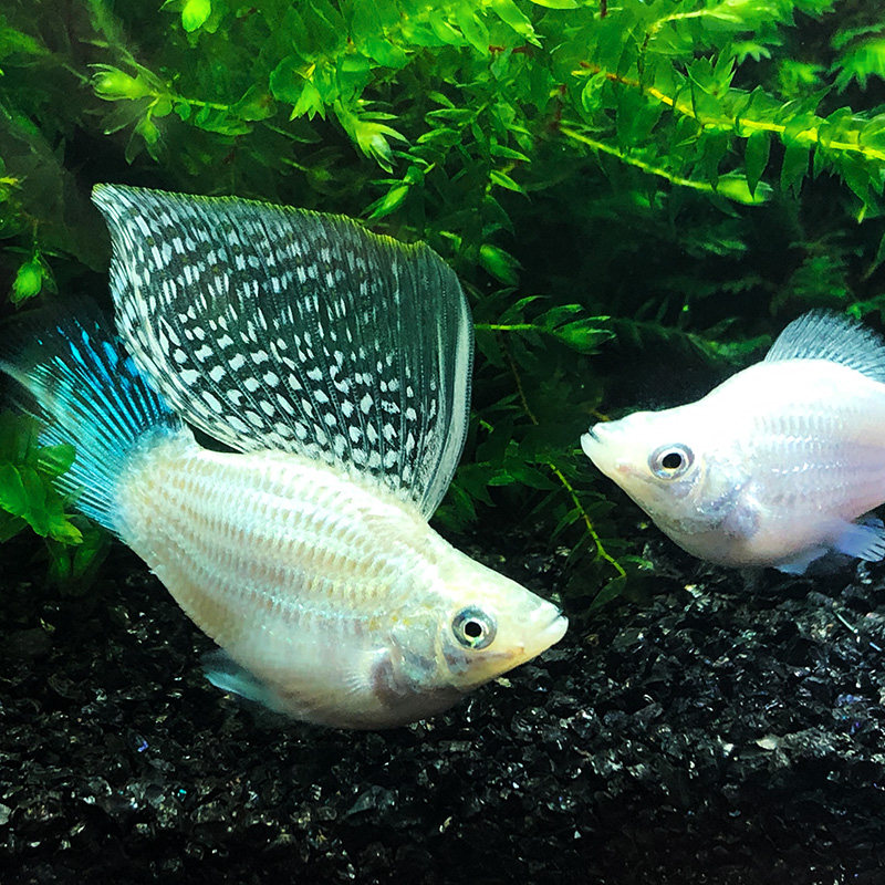 玛丽热带鱼之皮球胎生活体繁殖乐趣观赏鱼鱼