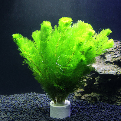 水草水草活体 淡水 植物蜈蚣草绿菊草新手水草观赏鱼缸水草造景草