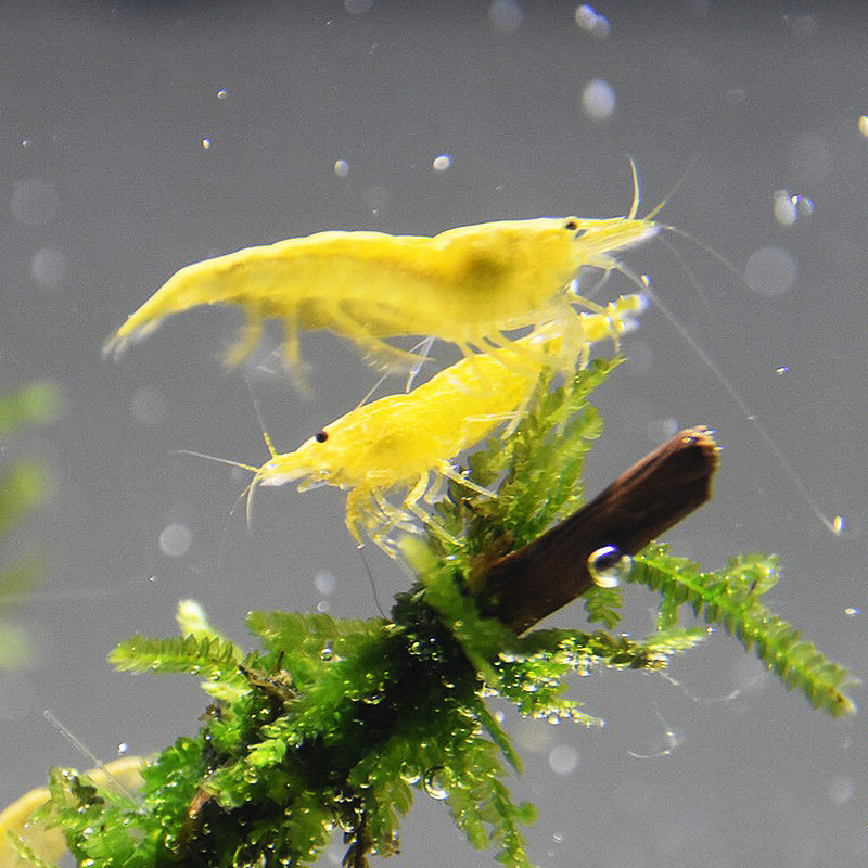 黄金活体观赏黄金米金米背虾黄虾黄色虾