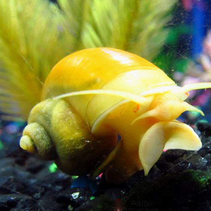 黄金螺金螺活体大观观赏福寿螺丝藻螺螺