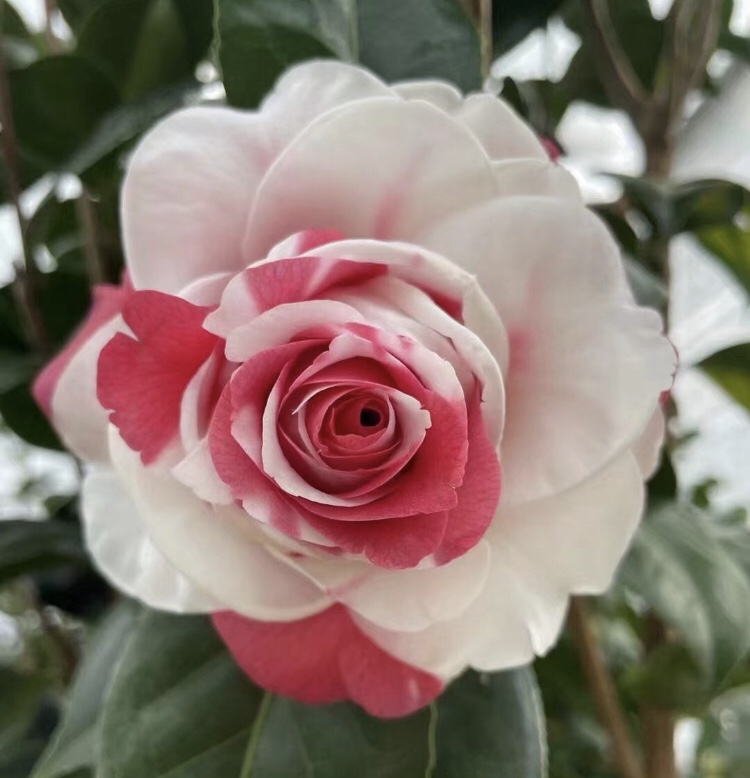 吉普赛女郎茶花花苗福建龙岩稀有精品名贵复色时令草本花卉