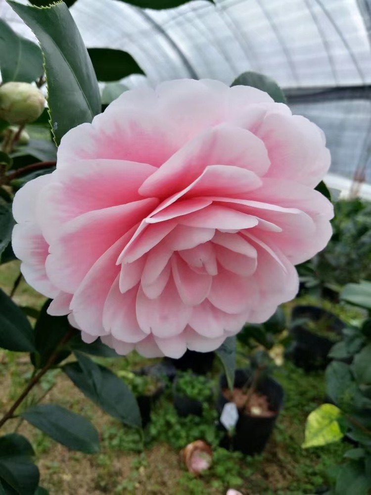 粉丹茶花花苗花卉盆栽赤丹科变异精品山茶花产地时令草本花卉