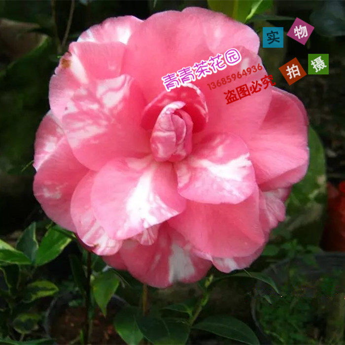 阿波罗茶花花苗花卉绿植盆栽稀有品种产地直销时令草本花卉