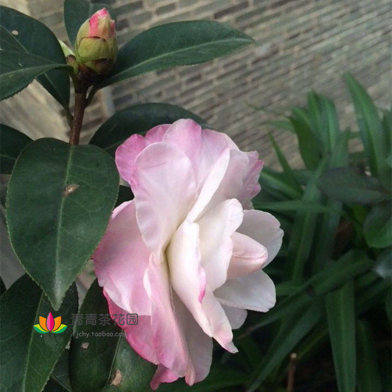 玉玫瑰杂茶花苗绿植盆栽园艺品种保证四季常青时令草本花卉