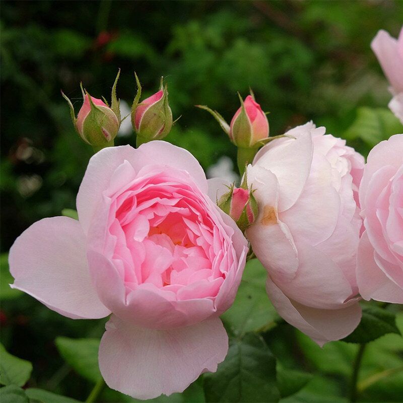 鼹鼠园艺家奥斯汀月季权杖之岛粉色小包包子非常时令草本花卉