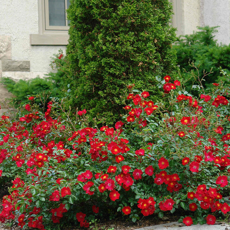 鼹鼠园艺家猩红红地毯英国皮特地被月季正红红色时令草本花卉