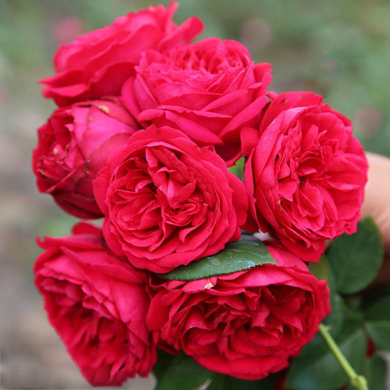 鼹鼠园艺家红龙月季藤本红色龙沙宝石勤花耐热花卉