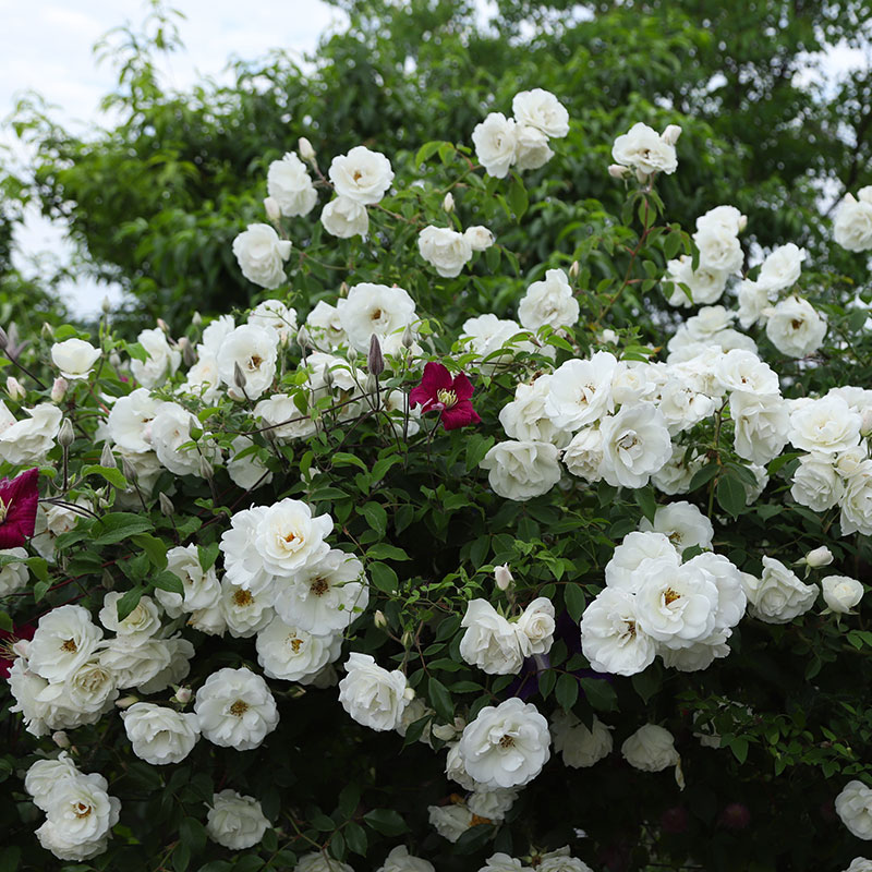白色藤本冰山月季月季花花苗清新新大耐热爬藤花卉