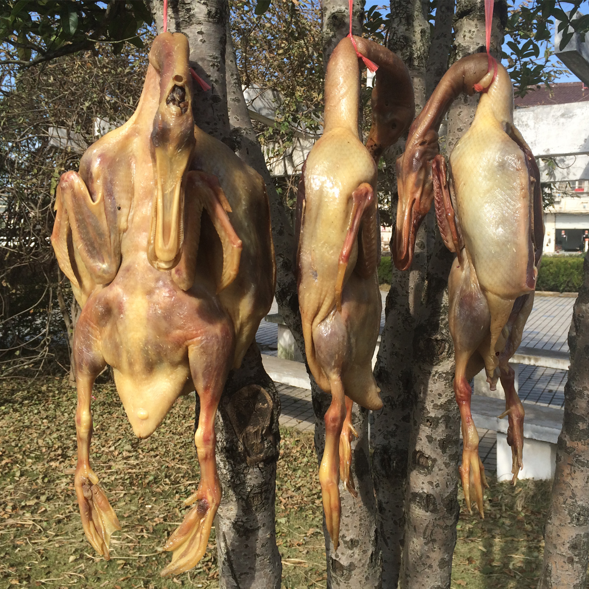【闲鸭】咸老鸭子 农家腌制皖南板鸭风干腊鸭咸鸭肉 包邮安徽特产