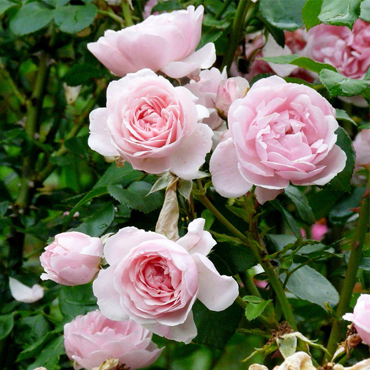 灰姑娘月季花大苗爬藤盆栽庭院别墅花园攀援花卉时令草本花卉