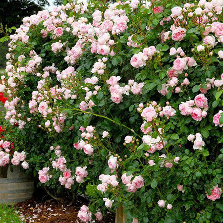 灰姑娘月季花大苗爬藤盆栽庭院别墅花园攀援花卉时令草本花卉