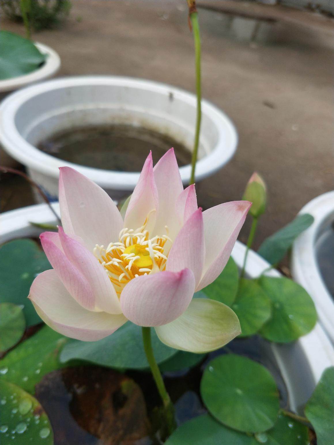 矮楚女汝州老农花卉真碗微型小型荷花迷你碗莲种时令草本花卉