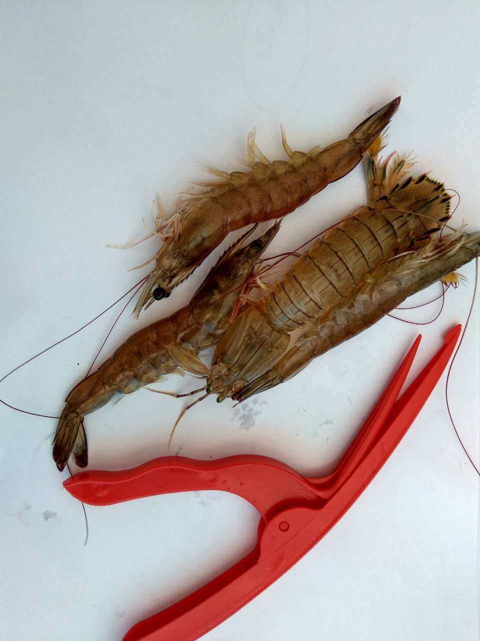 剥虾神器龙虾去皮器皮皮虾钳塑料剥虾器线形剥壳器虾取肉器