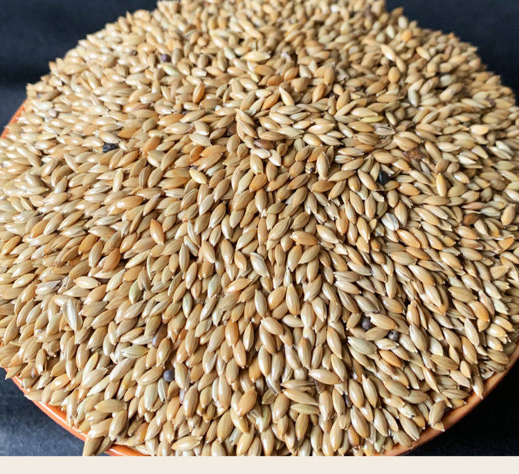 鸟食克金金鸟白黑鹦鹉进口加纳白尖粟白尖栗草籽鸟食