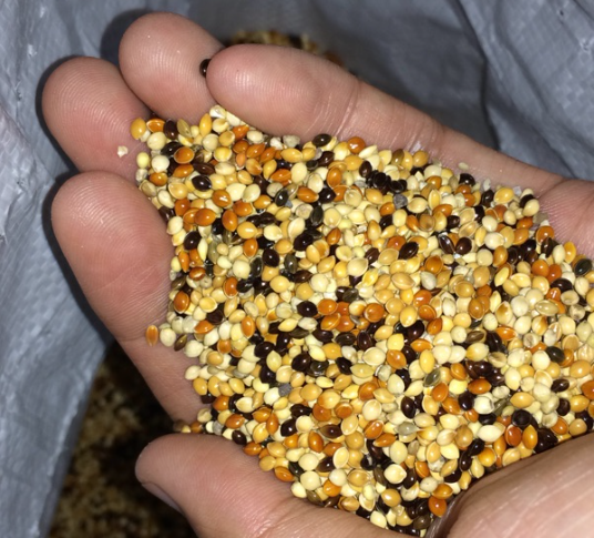 包邮5斤装】五色谷子小米2.5kg五种颜色粟米小谷子鹦鹉粮食混栗子