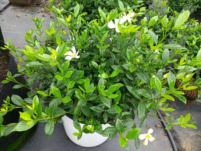 香雪栀子花苗木盆栽味香黄栀花精品四季开花美观时令草本花卉