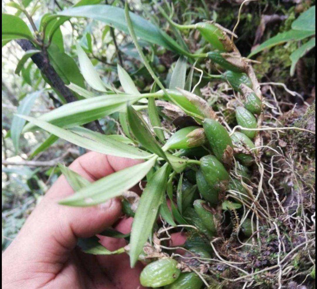 新鲜橄榄石橄榄仙桃煲汤补品炖汤中小石仙桃小号其他药食同源食品