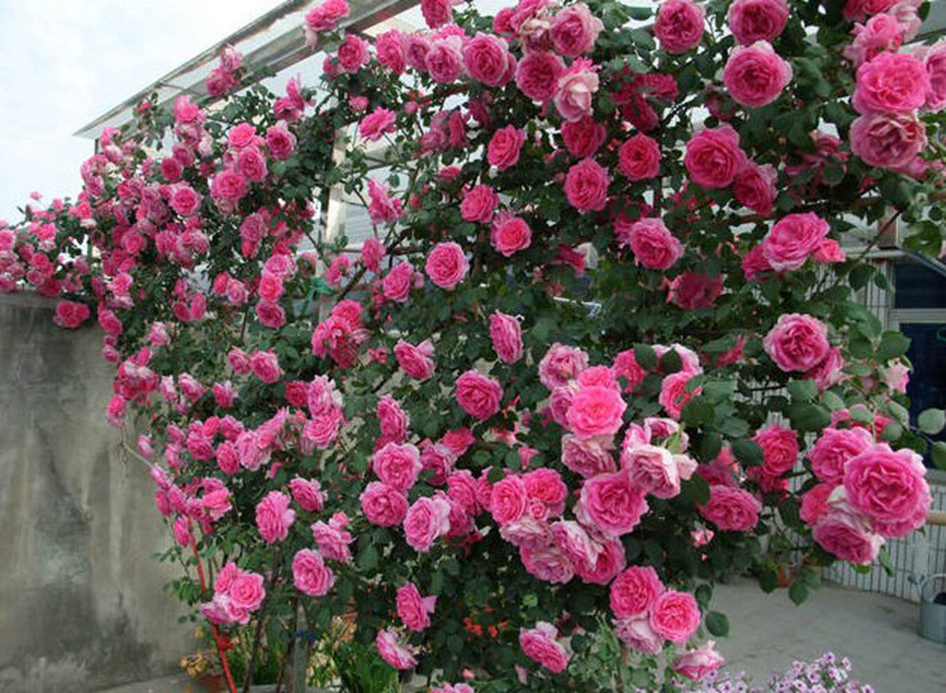 欧月游行爬藤月季拱门特大浓香四季开花攀爬时令草本花卉