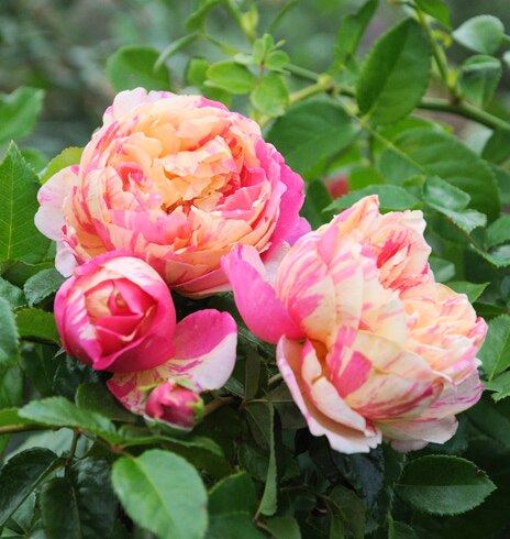 浓香新品欧月爱杜杜尔马奈月季月季花花苗大花时令草本花卉