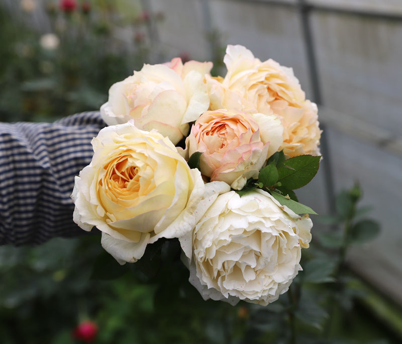 伊芙象牙浓香新品伯爵月季月季花花苗淡黄色大花时令草本花卉