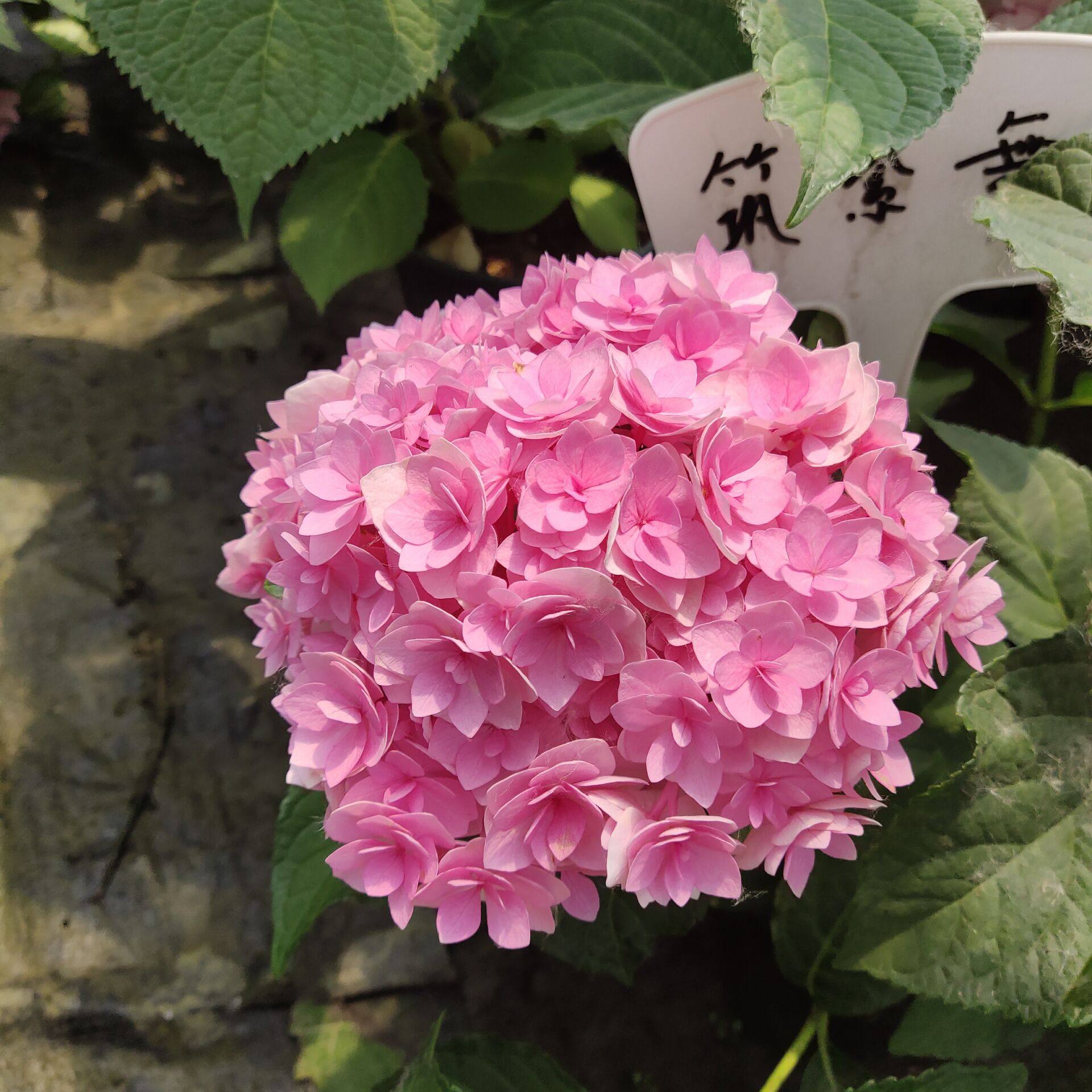 绣球筑紫之舞2加仑大苗地栽盆栽庭院阳台台大时令草本花卉