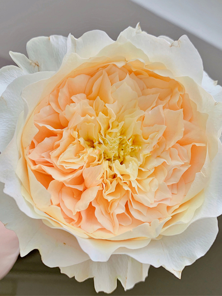 新品艾菲月季花奥斯汀灌木切花玫瑰大花浓香四季时令草本花卉