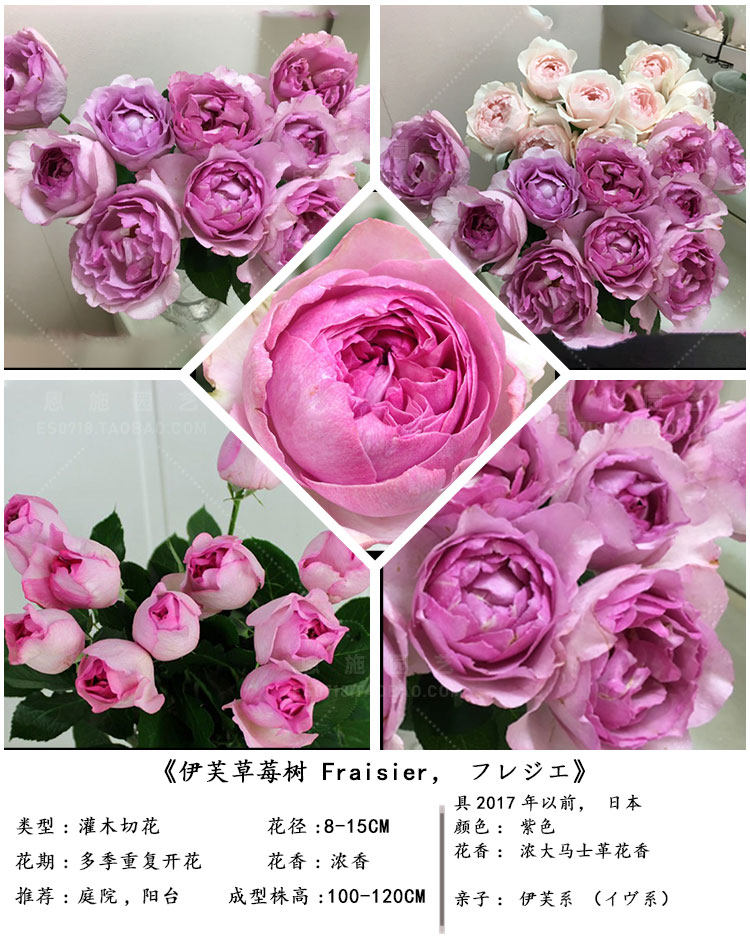 新品玫瑰感谢伯爵玛利亚法师伊芙白法师花卉