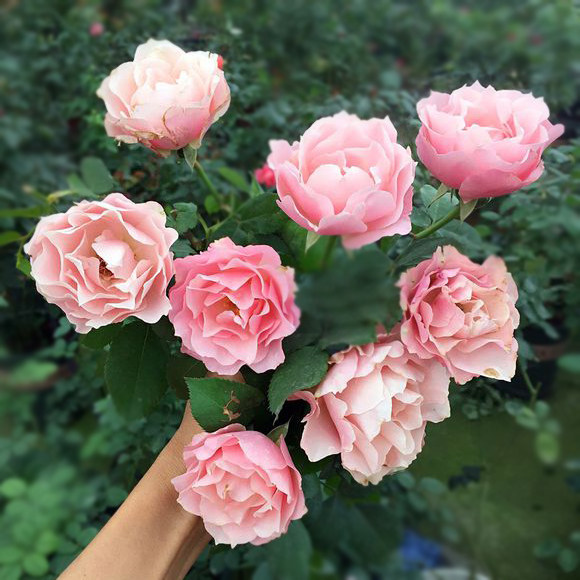 达芙妮月季花稀有有的多色玫瑰变色波浪庭院盆栽时令草本花卉