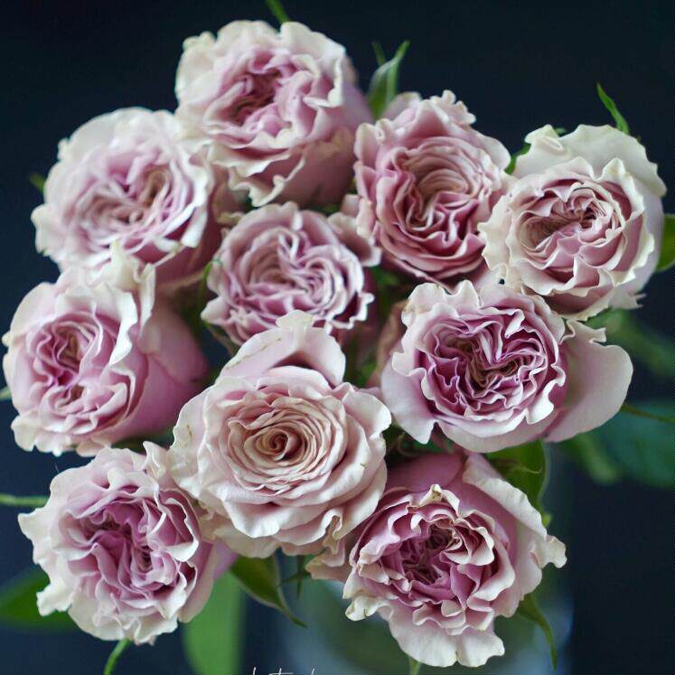 超新品玛贝拉月季大苗mabella肯尼亚玫瑰苗复古粉渐变橙色