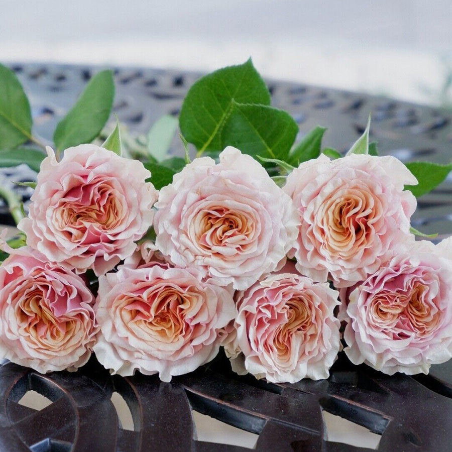 超新品玛贝拉月季大苗mabella肯尼亚玫瑰苗复古粉渐变橙色