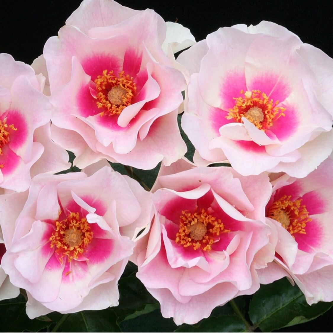 公牛眼睛月季大小小苗单瓣紫红色花心灌木庭院时令草本花卉
