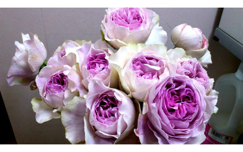 盆栽恩施系列四季浓香伊芙大花紫色小苗大小时令草本花卉