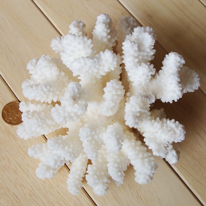 白珊瑚 完整珊瑚枝海螺贝壳摆件鱼缸地台装饰1颗