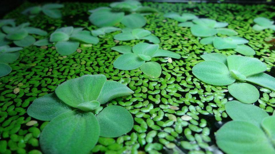 水芙蓉浮萍大漂一朵浮性水草吸收no3水草