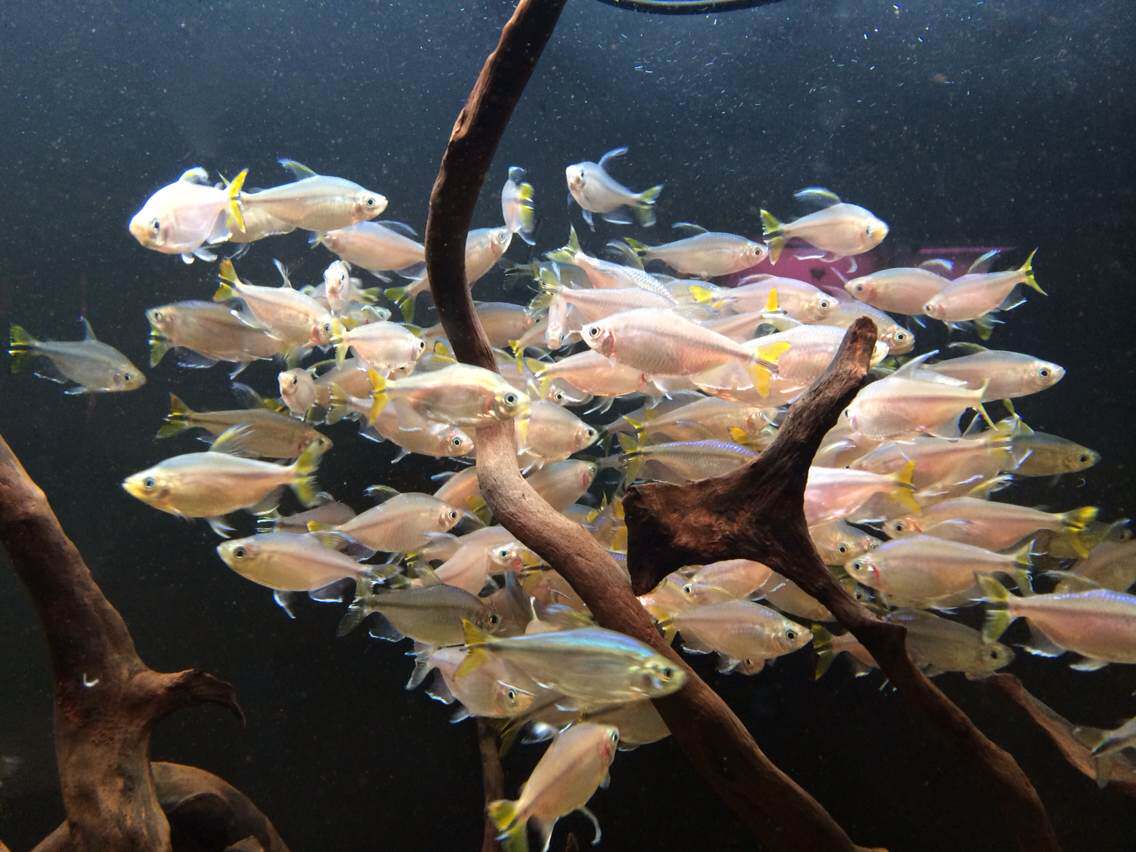 黄尾刚果蓝灯5cm左右草缸热带鱼群游鱼