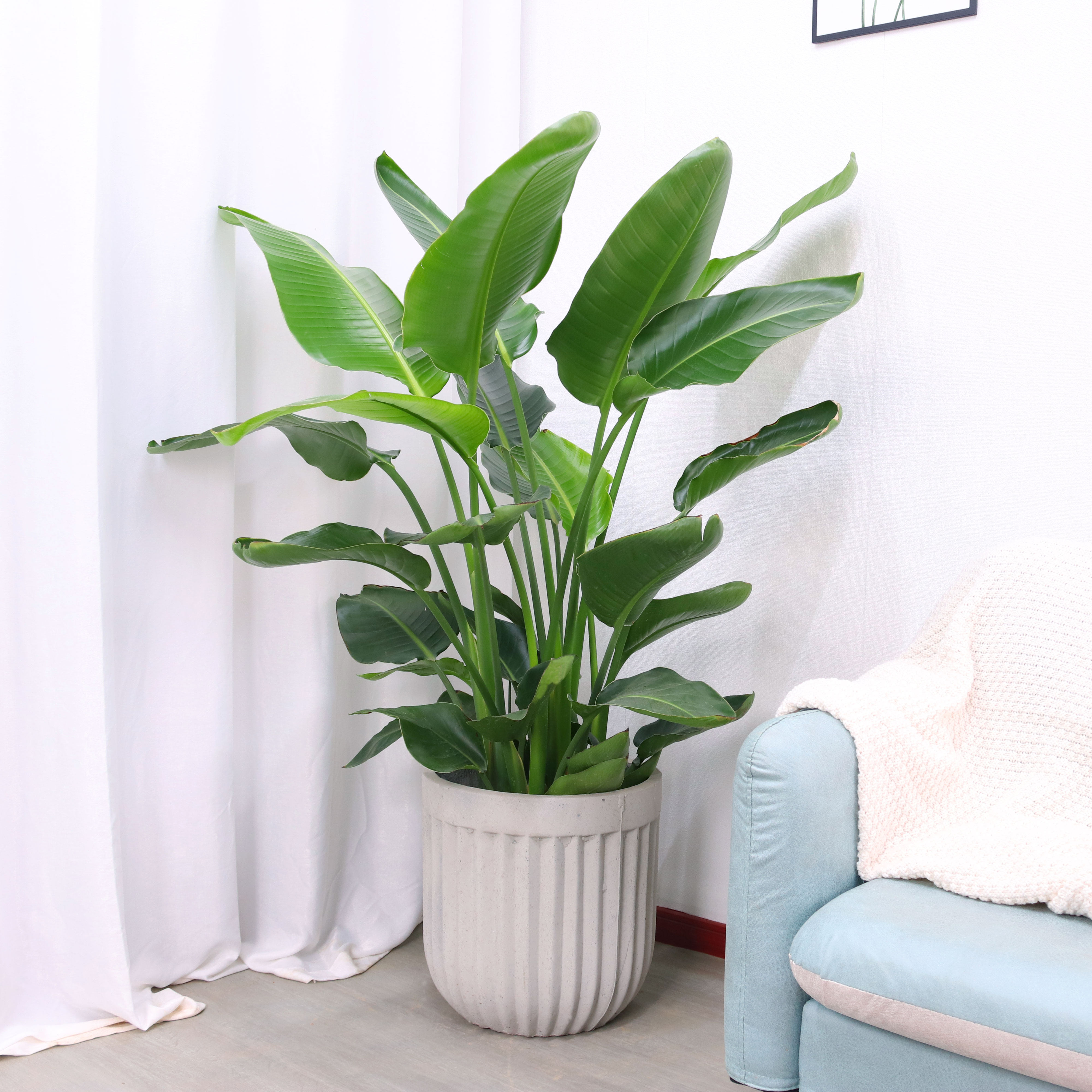 天堂鸟杭州绿植花卉盆栽叶盆栽鹤望兰大型观办公室客厅大型绿植