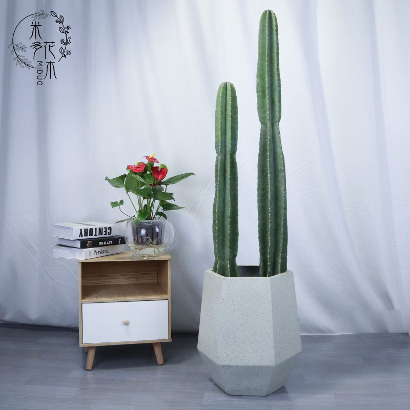 量天尺仙人龙骨绿色植物室内盆栽花卉花木北欧欧风大型绿植