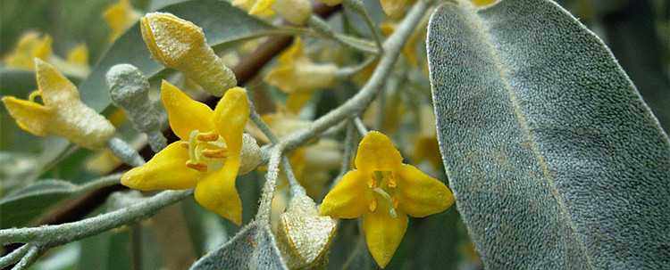 蜂蜜新疆正宗沙枣黑蜂野花天然山花真蜜原蜜蜂蜜