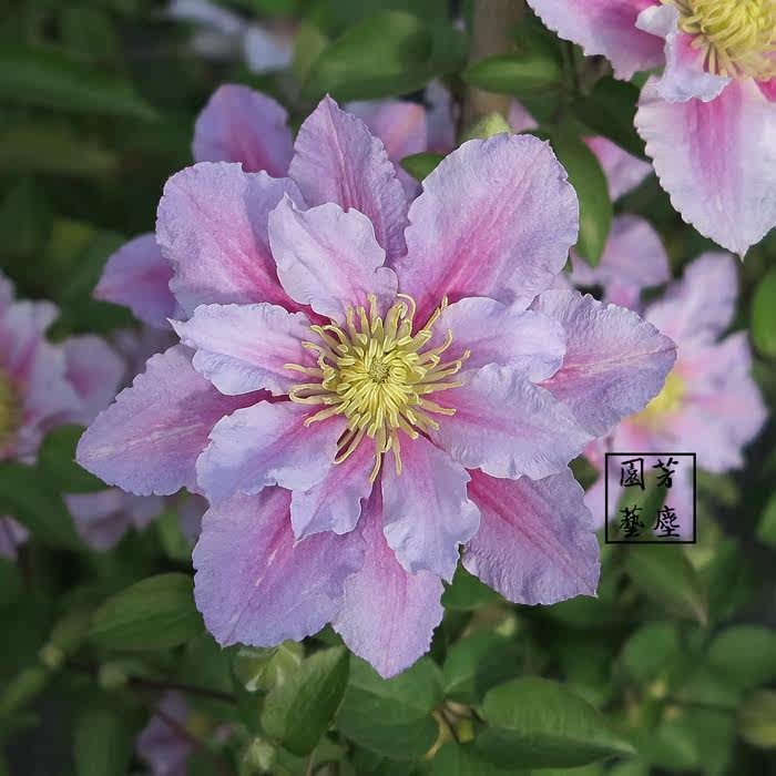 铁线莲小鸭经典丰花品种藤本皇后扦插苗盆栽苗p9盆中小苗