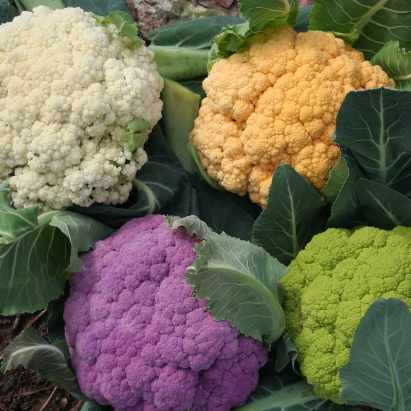 彩色彩色花花椰菜合集花菜盆栽蔬菜植物阳台种子家庭园艺种子