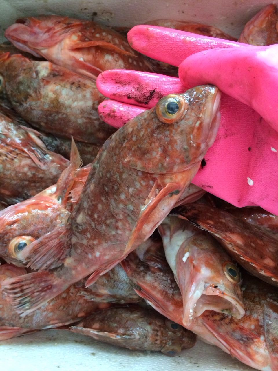 闹妈海鲜舟山东海虎头一斤8-9条左右其它