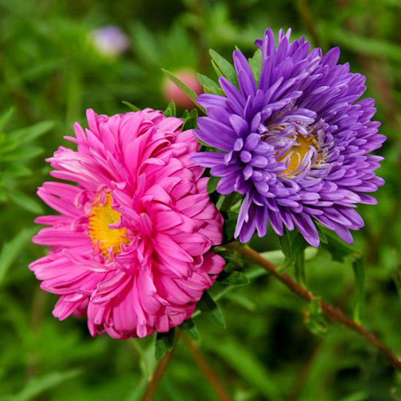 翠菊种子江西花草四季可播易种室内阳台盆栽家庭园艺种子