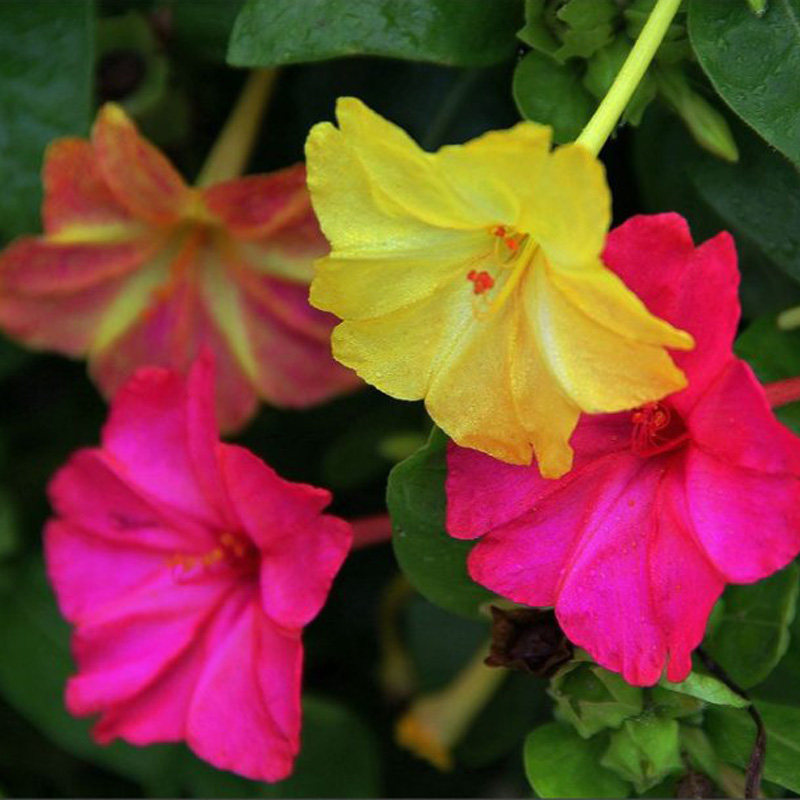 五彩茉莉种子花草春季秋季易种室内阳台盆栽家庭园艺种子