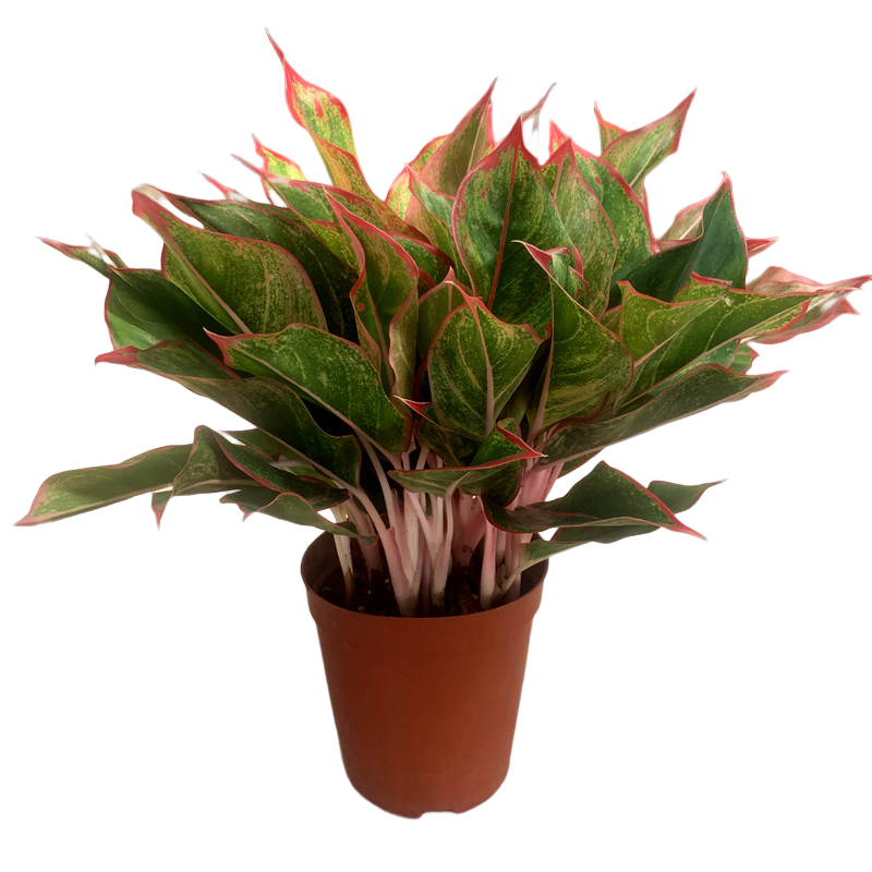 万年红盆栽彩叶植物室内桌面客厅喜阴绿植四季观绿植