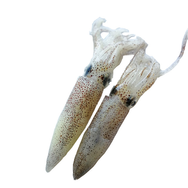 渤海兴城海猫新鲜冷冻小海兔子带籽籽乌海鲜冷冻墨鱼