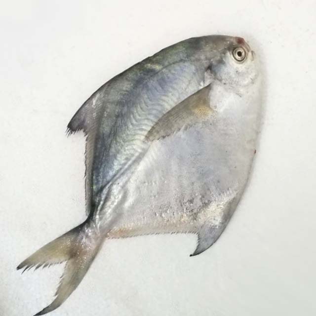 鲳鱼野生海捕海新鲜平鱼镜鱼海鱼晶鱼五条条约其它