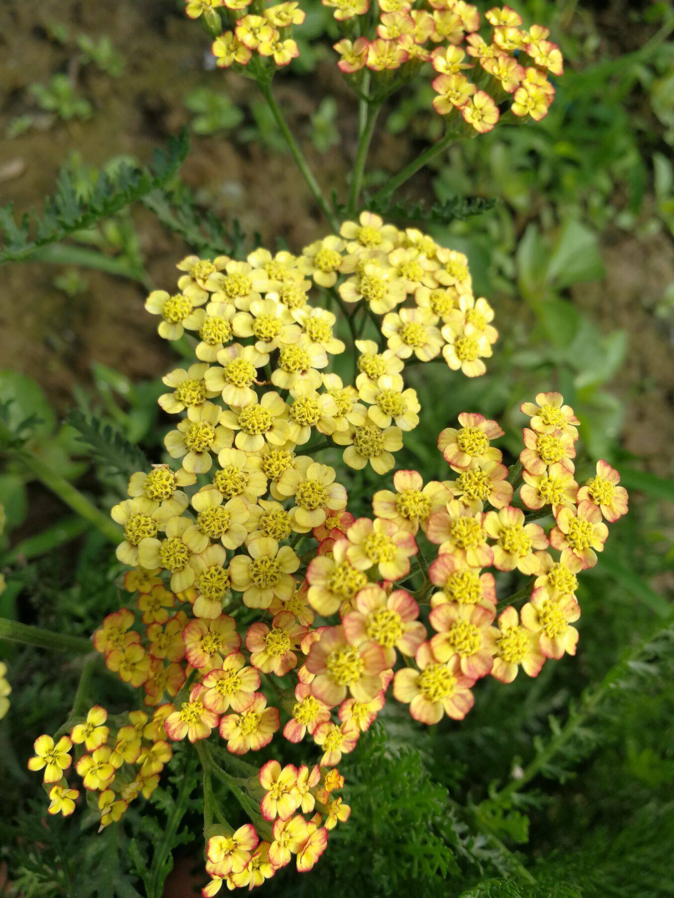 宿根西洋千叶蓍草夏日美酒庭院花镜植物可做宿根