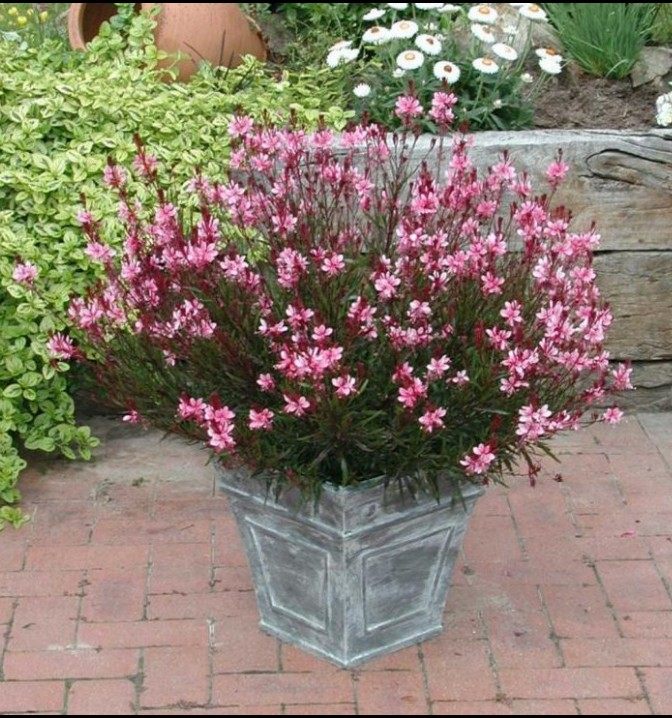 紫叶千鸟花盆盆栽山桃室外庭院花园花镜植物时令草本花卉