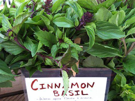 种子罗勒意大利肉桂cinnamonbasil香草墨西哥家庭园艺种子