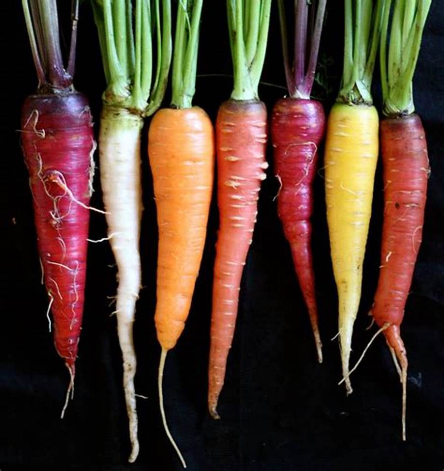 种子美国进口五彩胡萝卜黄白紫橙混色春播秋播家庭园艺种子